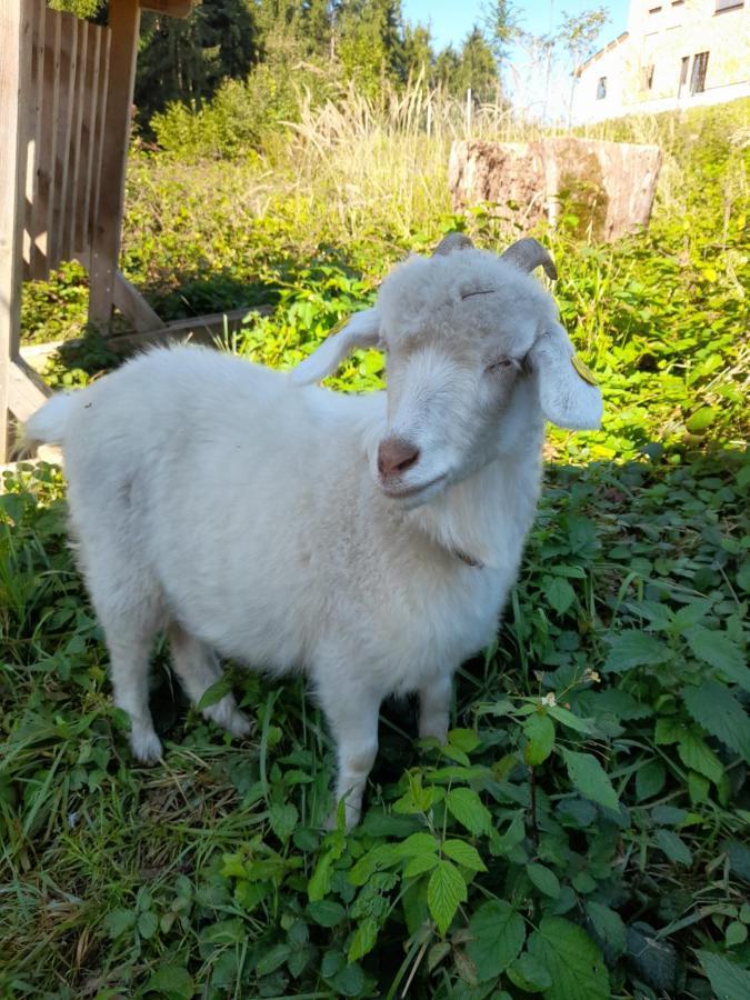 Ferienwohnung Bio Bauernhof - Mini Shetland Ponyhof Almbauer Waidhofen an der Ybbs Exterior foto