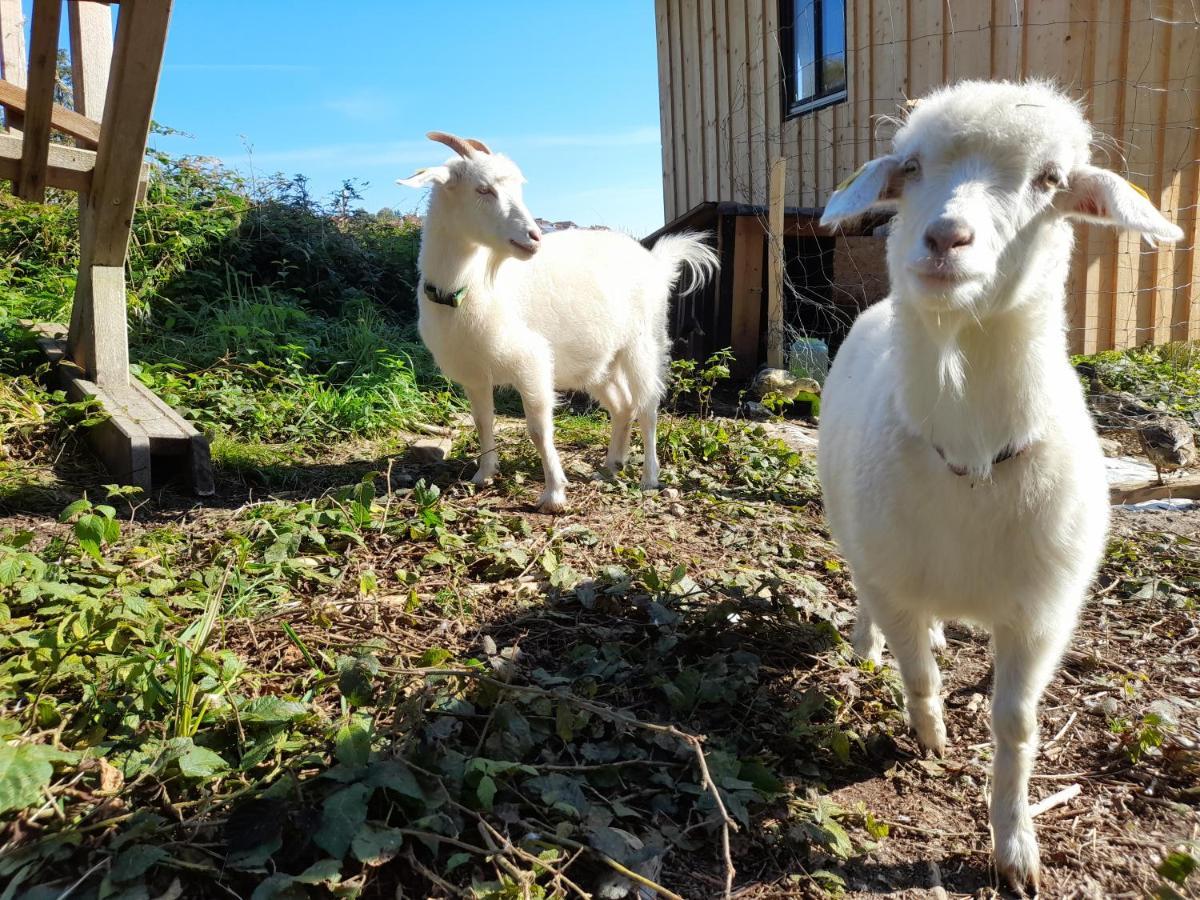 Ferienwohnung Bio Bauernhof - Mini Shetland Ponyhof Almbauer Waidhofen an der Ybbs Exterior foto