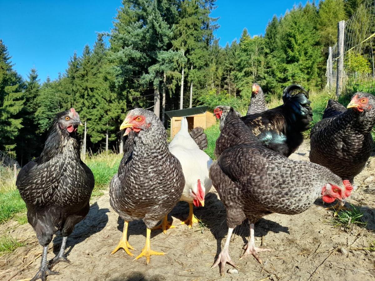 Ferienwohnung Bio Bauernhof - Mini Shetland Ponyhof Almbauer Waidhofen an der Ybbs Exterior foto