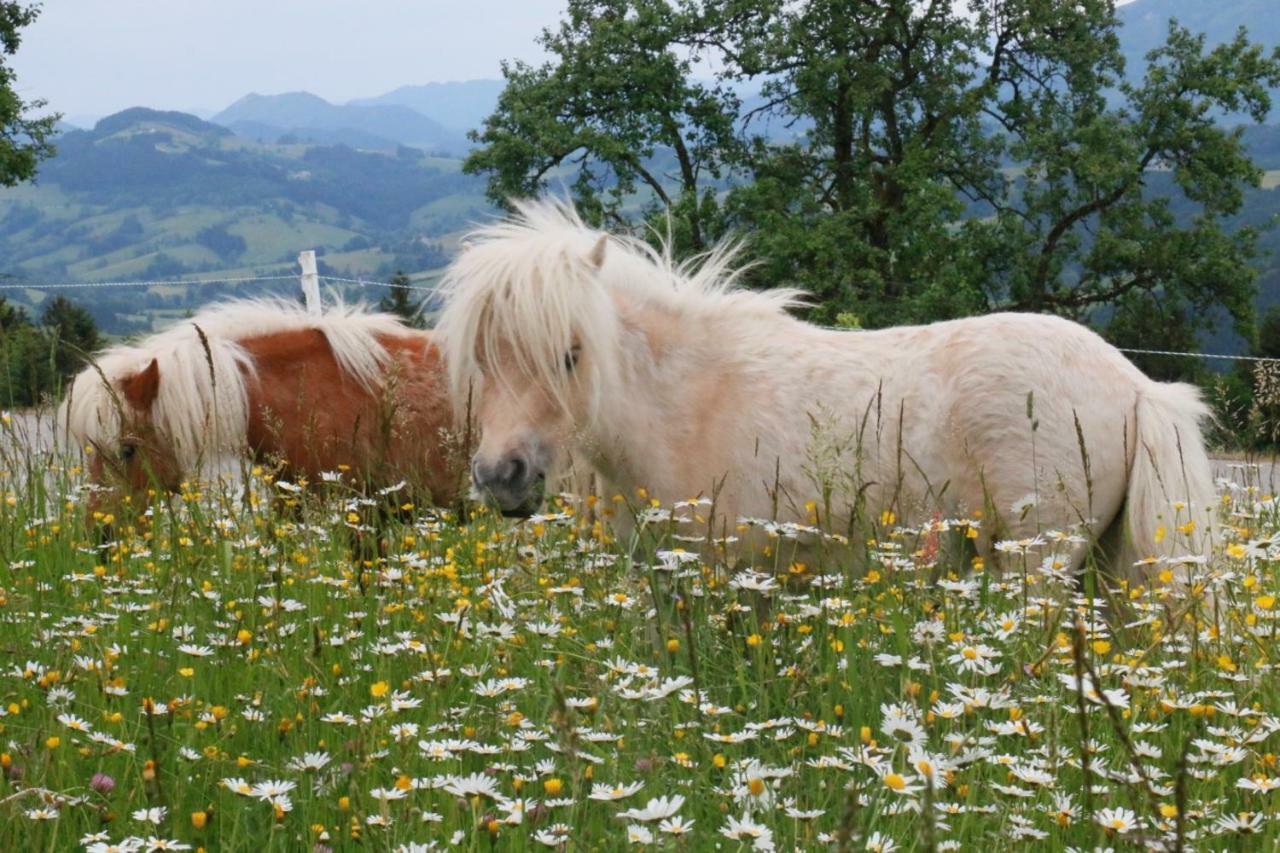 Ferienwohnung Bio Bauernhof - Mini Shetland Ponyhof Almbauer Waidhofen an der Ybbs Exterior foto