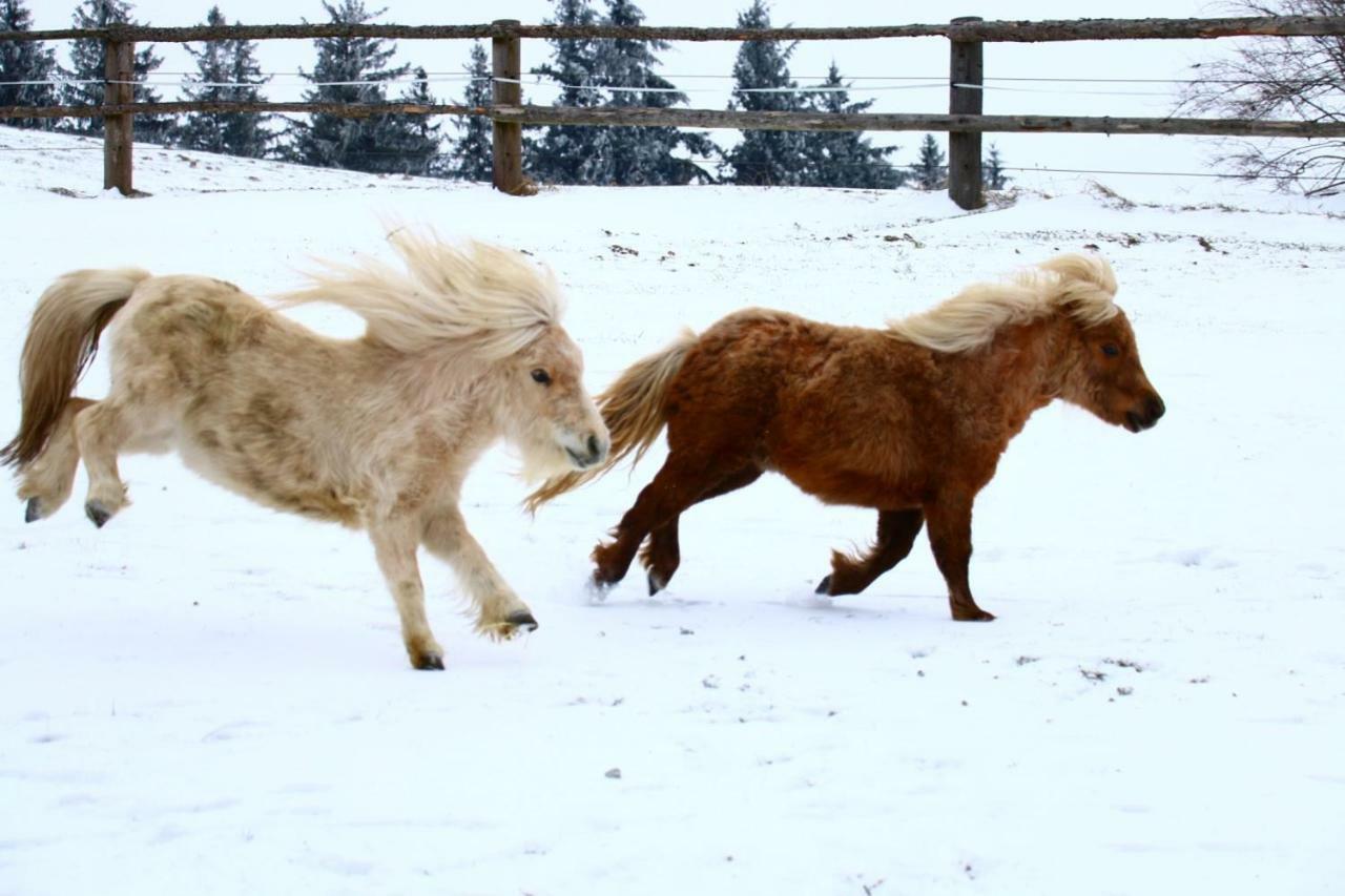Ferienwohnung Bio Bauernhof - Mini Shetland Ponyhof Almbauer Waidhofen an der Ybbs Exterior foto